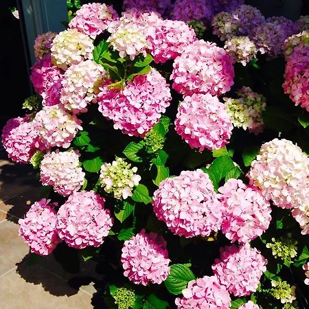 Méditerranée 3* Le Lavandou